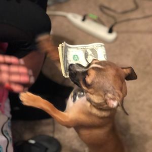 Meet your Posher, Mortellis